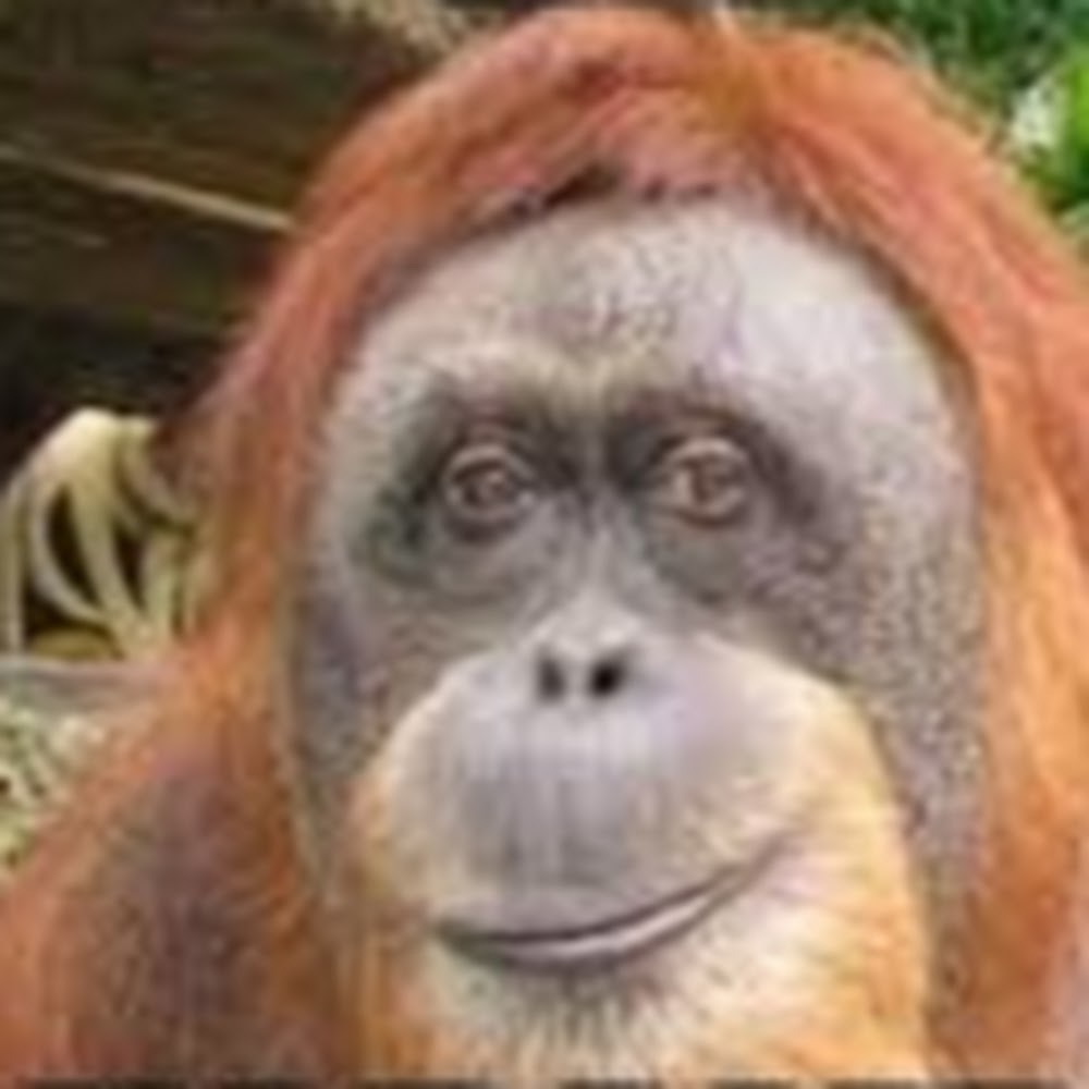 Meet your Posher, Ameera